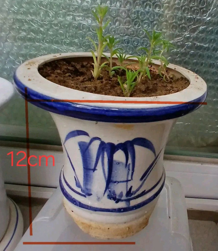 화분과 채송화--1