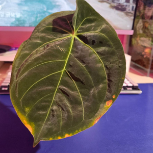 안스리움 드레스러리 인도폼