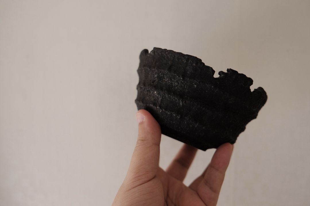 genyakikuchi 화분 8labo genya kikuchi/caudex 코덱스 그락 파키포디움--2