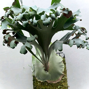 박쥐란 힐리아이 Ngaesai pup