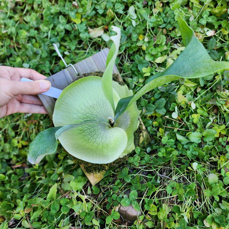 박쥐란 힐리아이 Ngaesai pup--1