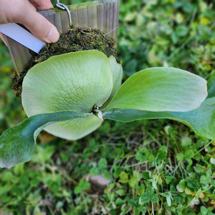 박쥐란 힐리아이 Ngaesai pup--2