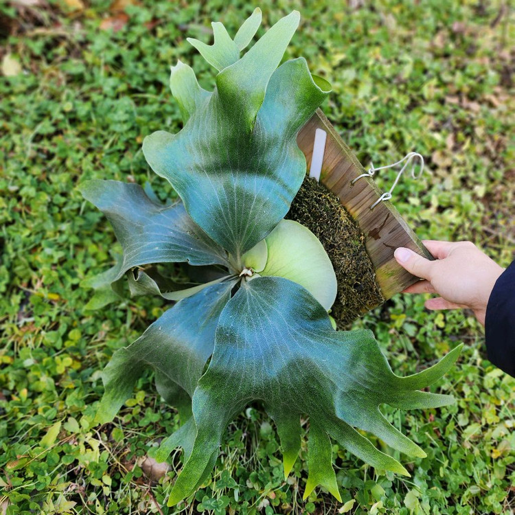 박쥐란 힐리아이 Ngaesai pup--3