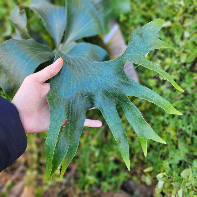 박쥐란 힐리아이 Ngaesai pup--4