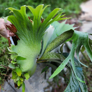 박쥐란 비푸카텀 UNI#1 pup