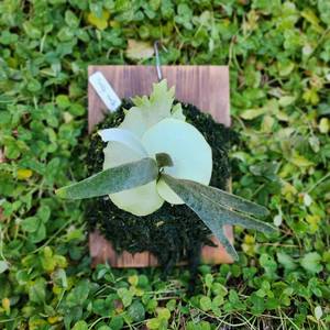 박쥐란 몽키노스 sporeling