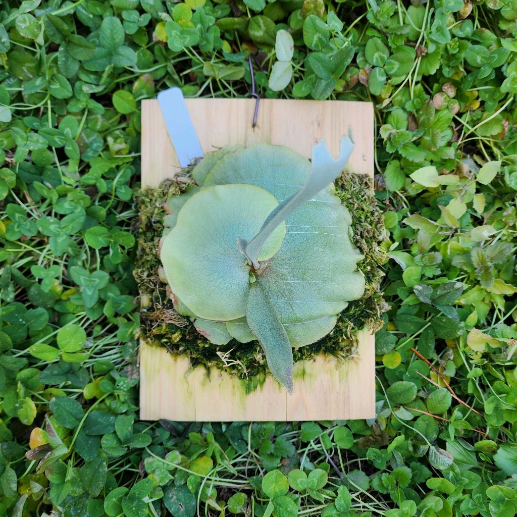 페이지 524 | Animation Magazine, image size:1024x1024