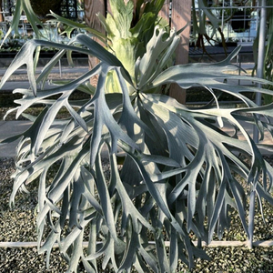 박쥐란 페가수스 pup