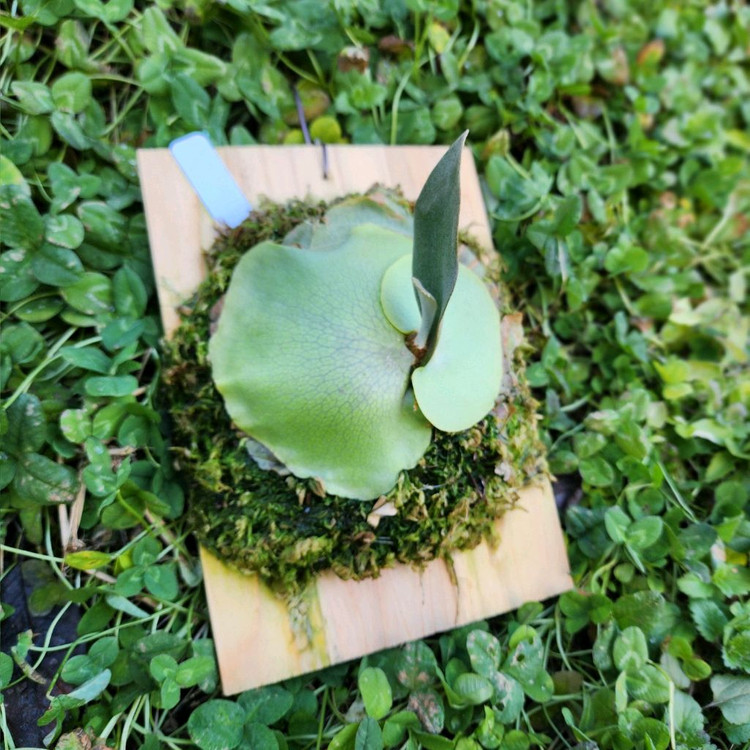 박쥐란 페가수스 pup--1