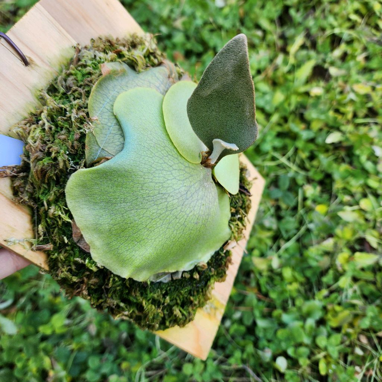 박쥐란 페가수스 pup--2