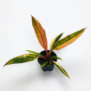 [할인] S급 무늬 필로덴드론 카라멜마블 바리에가타 4종류