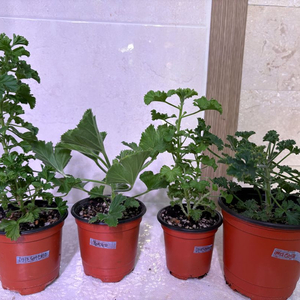 리갈제라늄 4종일괄