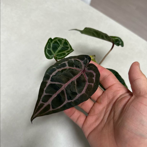 안스리움 자라미쉘x미쉘자라