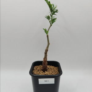 세나 메리디오날리스 마다가스카르 아프리카식물 코덱스 괴근식물 다육식물