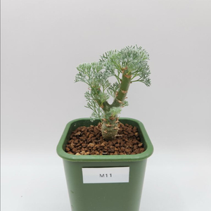 몬소니아 페니쿨리나 아프리카식물 코덱스 괴근식물 다육식물