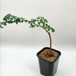 오퍼큐리카야 파키푸스 발아실생 아프리카식물 괴근식물 코덱스 다육식물