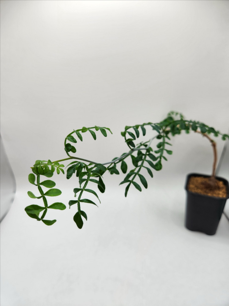 오퍼큐리카야 파키푸스 발아실생 아프리카식물 괴근식물 코덱스 다육식물--1