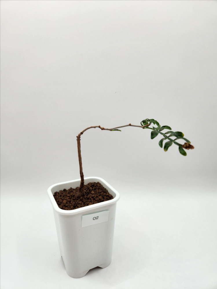 오퍼큐리카야 파키푸스 발아실생 아프리카식물 괴근식물 코덱스 다육식물--2