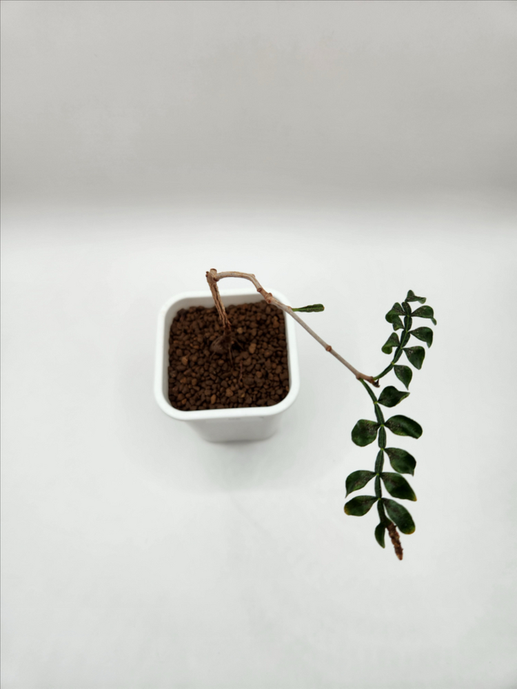 오퍼큐리카야 파키푸스 발아실생 아프리카식물 괴근식물 코덱스 다육식물--3