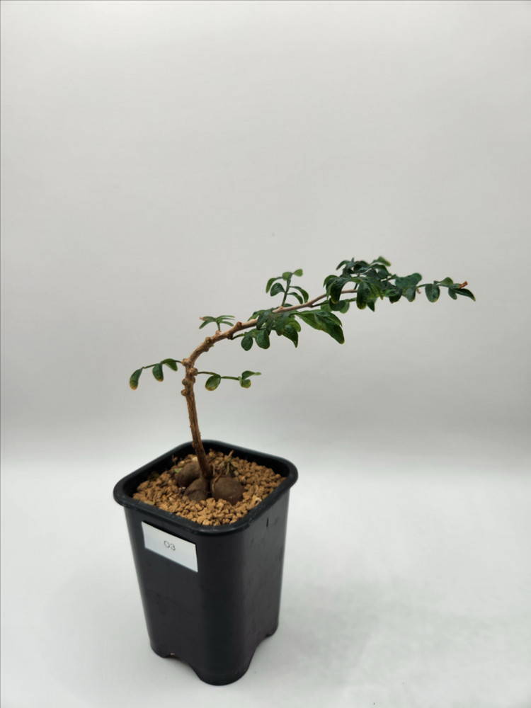 오퍼큐리카야 파키푸스 발아실생 아프리카식물 괴근식물 코덱스 다육식물--4