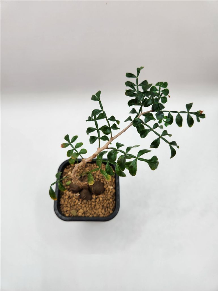 오퍼큐리카야 파키푸스 발아실생 아프리카식물 괴근식물 코덱스 다육식물--5