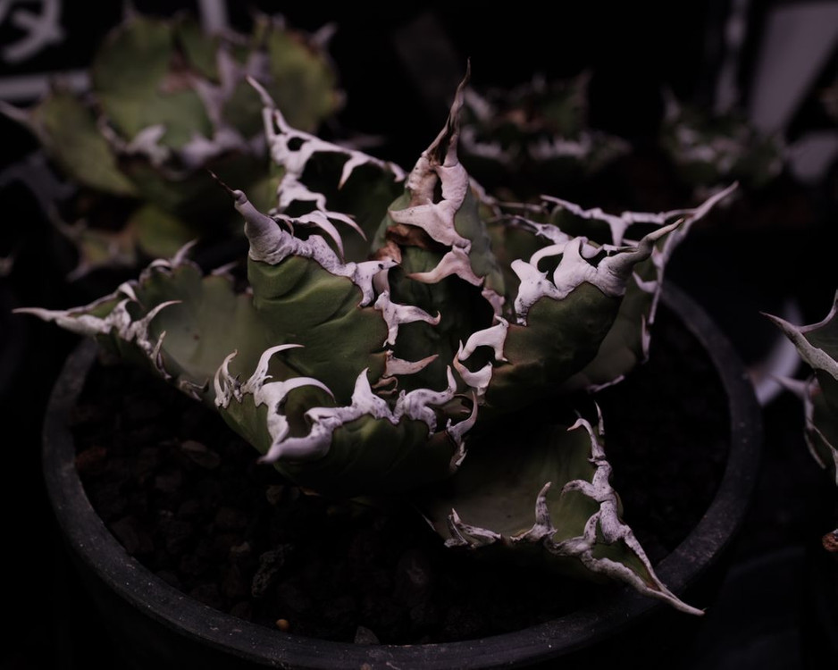 아가베 오테로이 솔라 이클립스 자구--1