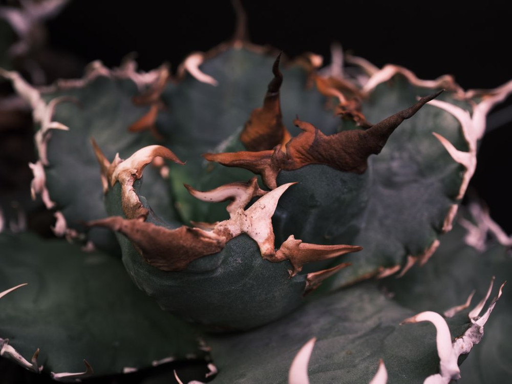 아가베 오테로이 솔라 이클립스 자구--2