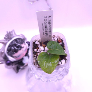 안스리움 파필리라미넘 fs&자라미쉘 #닥터블락