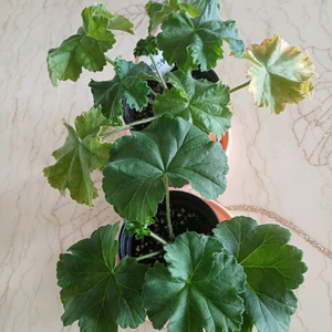 제라늄- 북안드로메다와 물병자리별