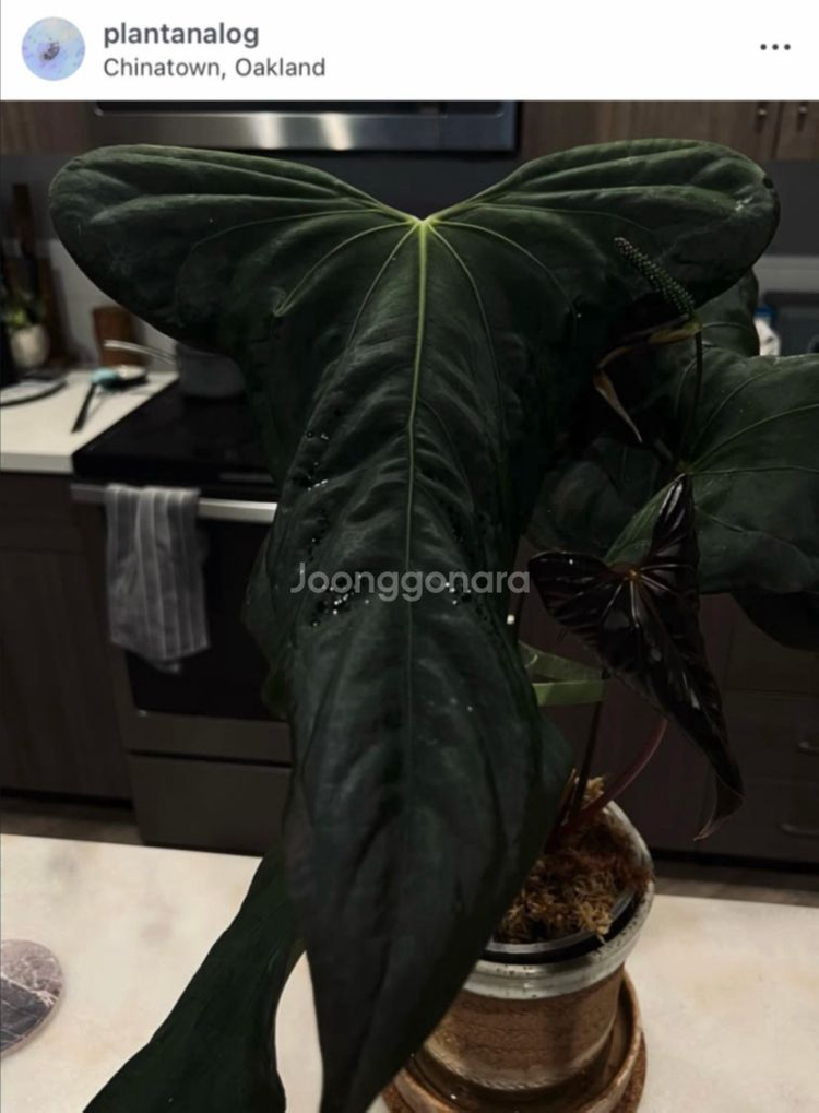 안스리움 sp nov df--6