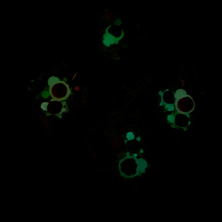 지퍼백 거북이 D고리 키링 4개. (귤/사과/포도/딸기) 이미지