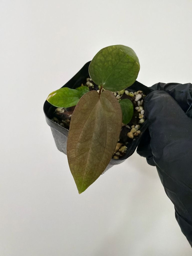 안스리움 (에오스x드레스러리) X 레드크리스탈리넘 테줄라--2