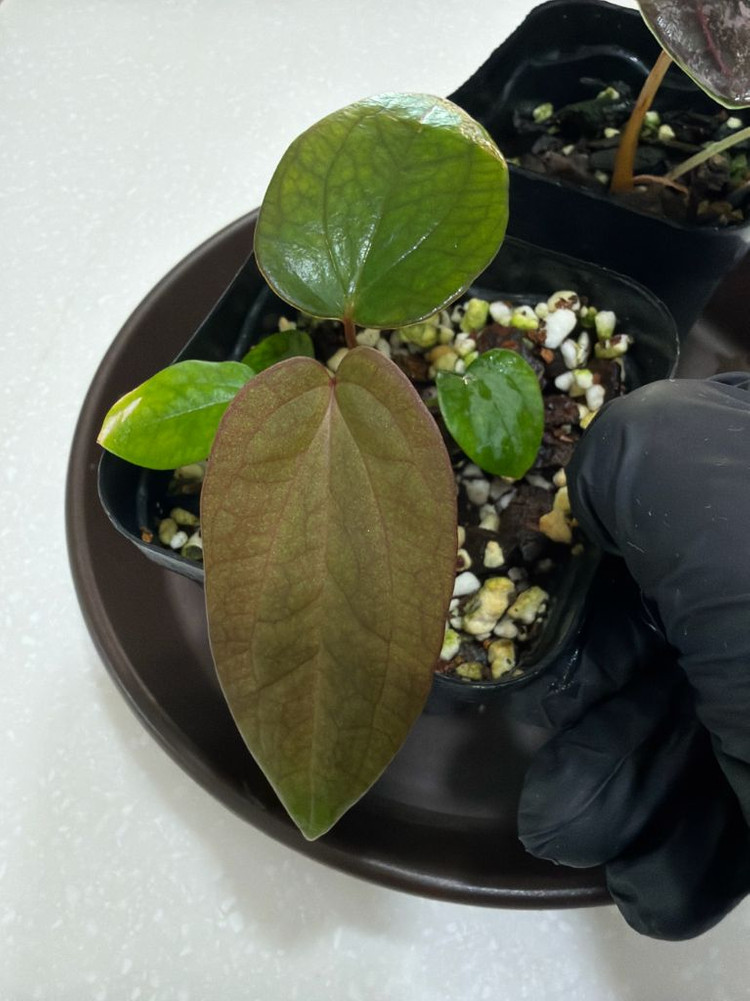 안스리움 (에오스x드레스러리) X 레드크리스탈리넘 테줄라--3