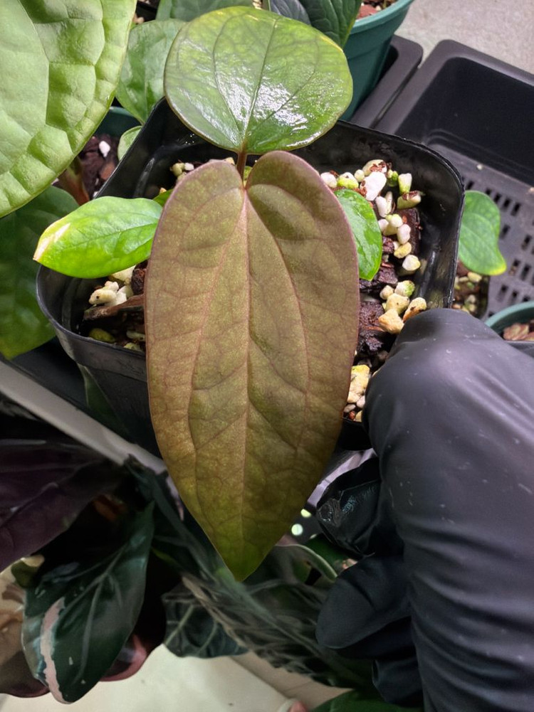 안스리움 (에오스x드레스러리) X 레드크리스탈리넘 테줄라--4