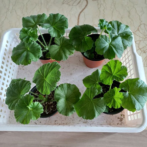 다나에와 제라늄3종