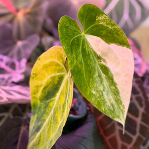 안스리움 크리스탈리넘 하이브리드 바리에가타