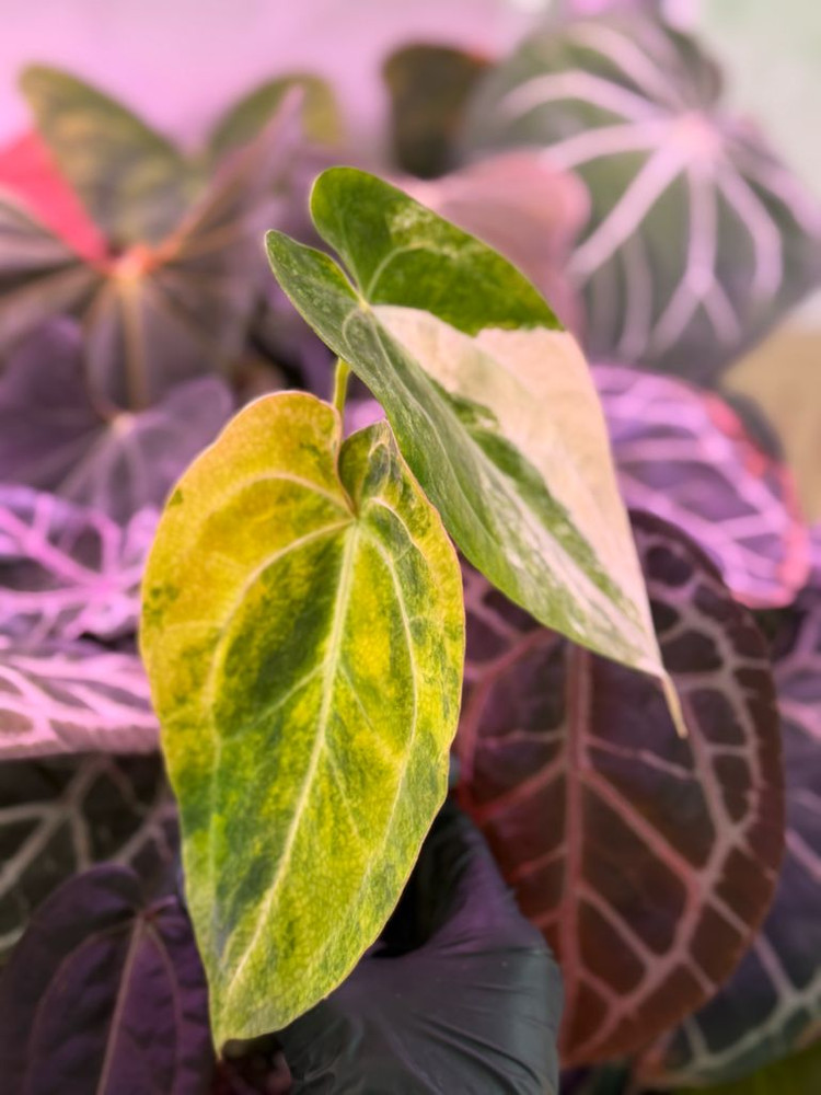 안스리움 크리스탈리넘 하이브리드 바리에가타--1