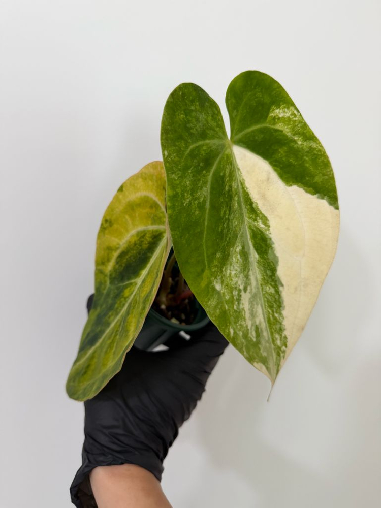 안스리움 크리스탈리넘 하이브리드 바리에가타--3