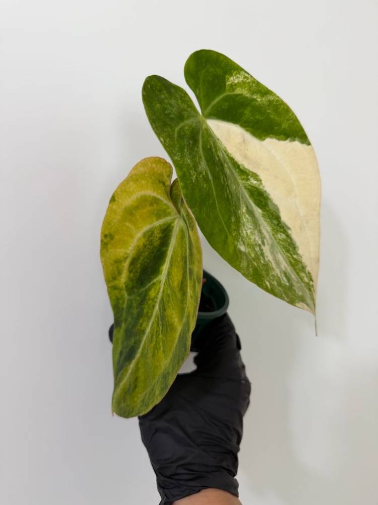 안스리움 크리스탈리넘 하이브리드 바리에가타--4