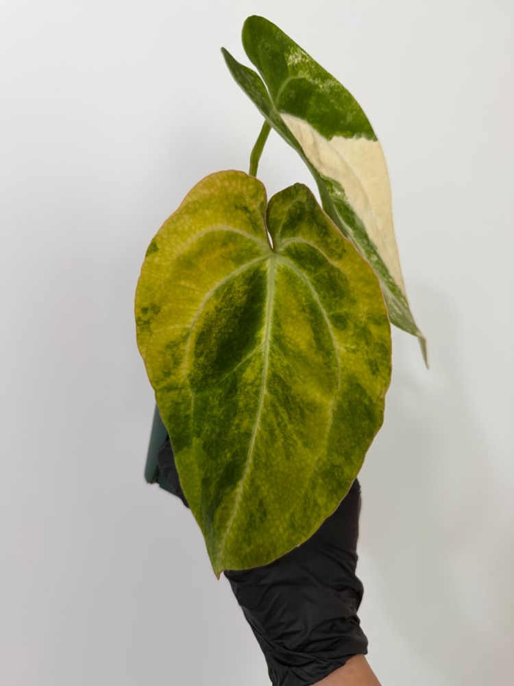 안스리움 크리스탈리넘 하이브리드 바리에가타--5