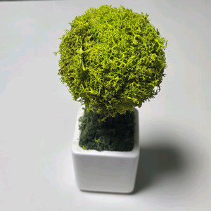 공기정화식물 스칸디아모스