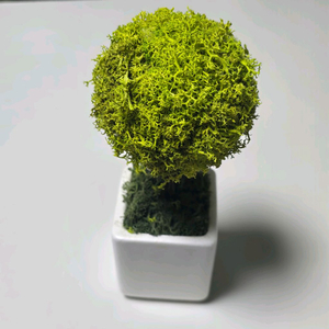 공기정화식물 스칸디아모스