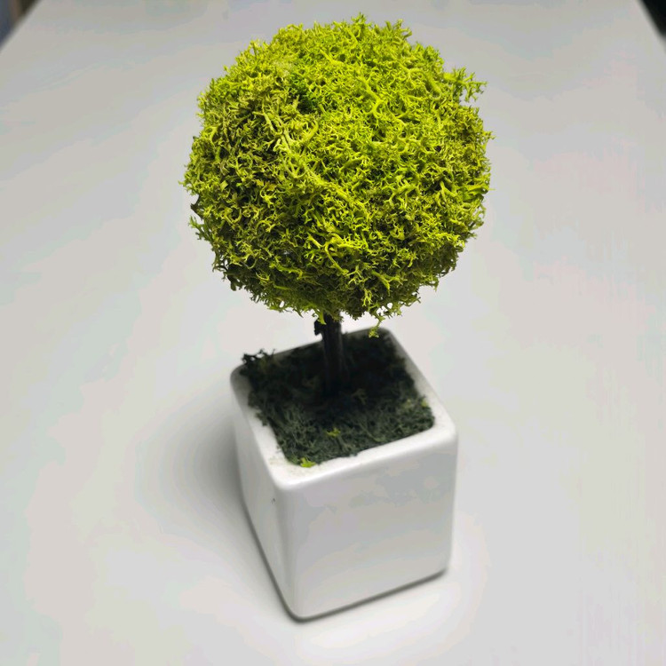 공기정화식물 스칸디아모스--1