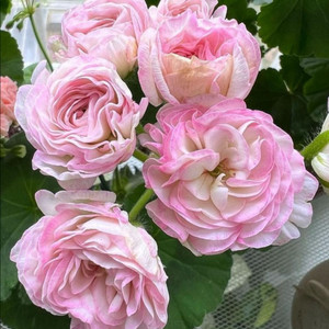 제라늄 안나자넷