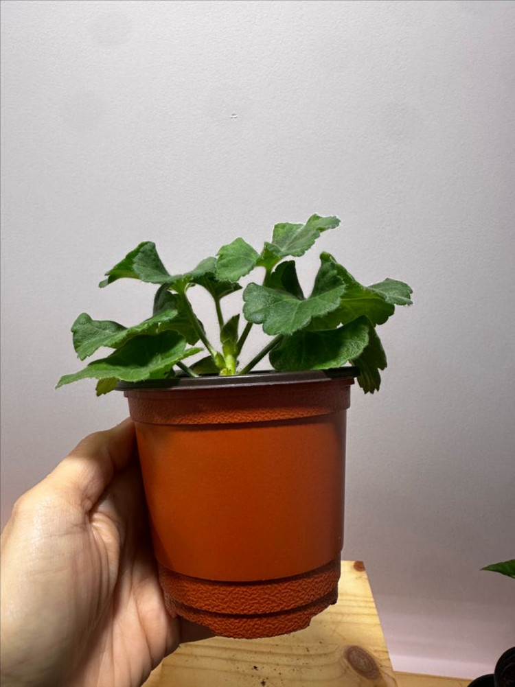 제라늄 안나자넷--1