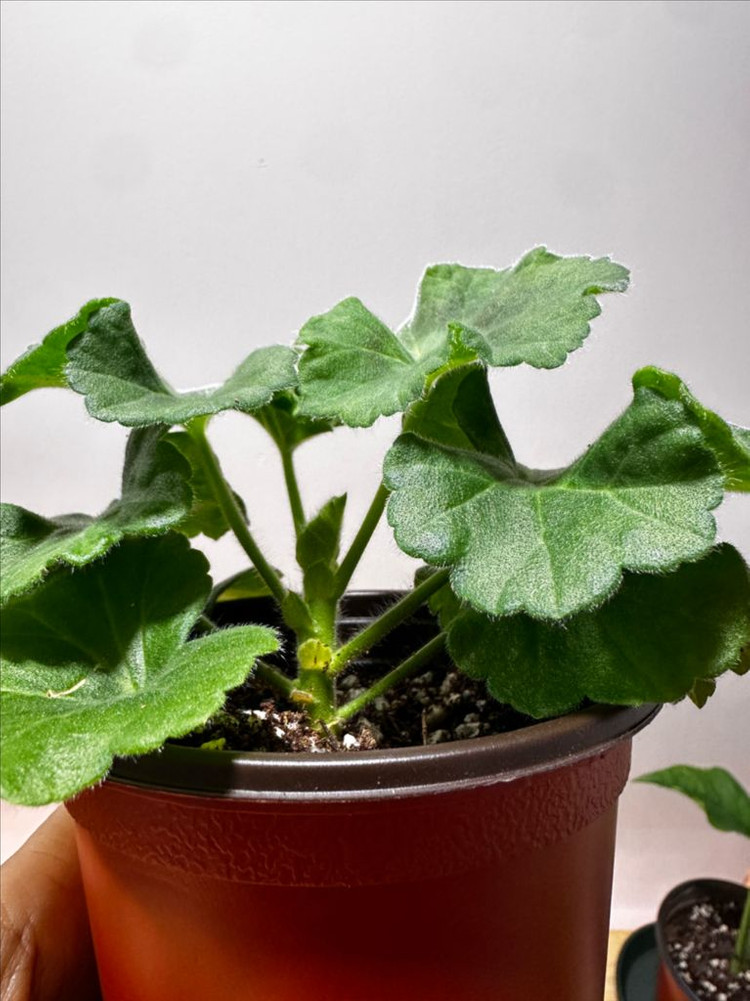 제라늄 안나자넷--2