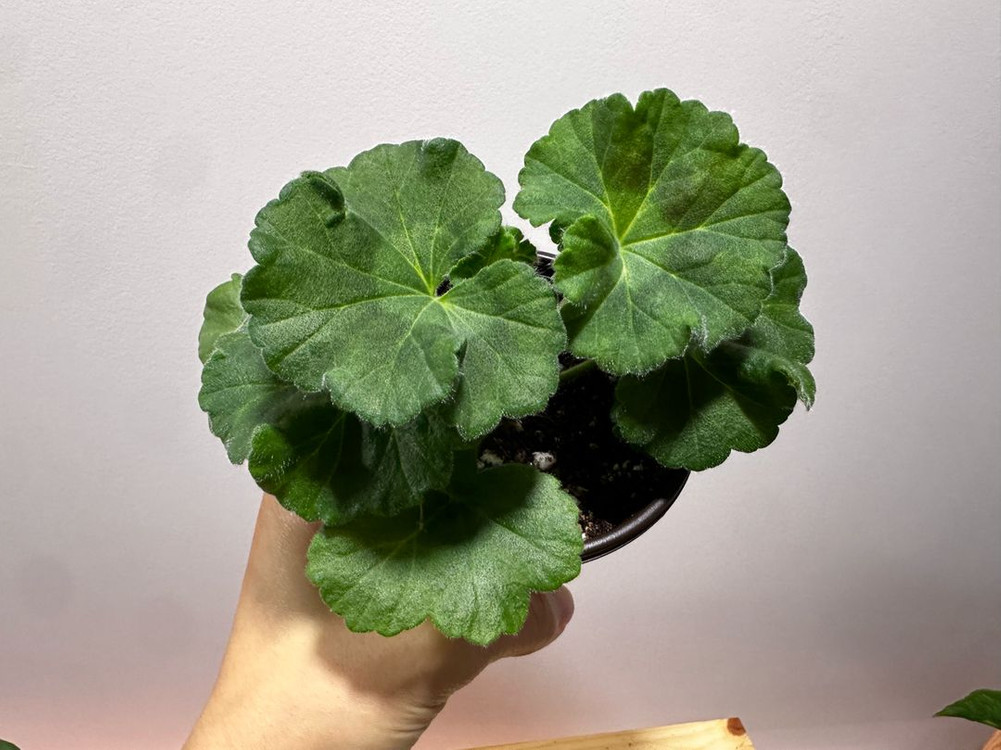 제라늄 안나자넷--4