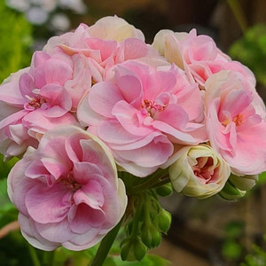 제라늄 매드펄로즈