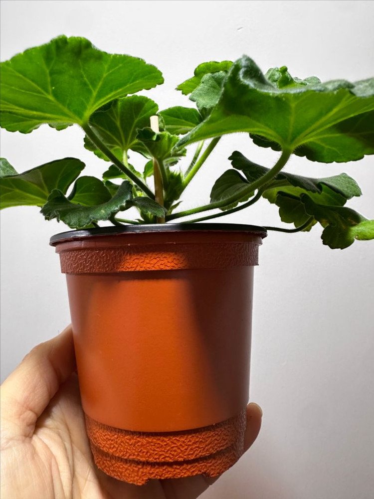 제라늄 매드펄로즈--1