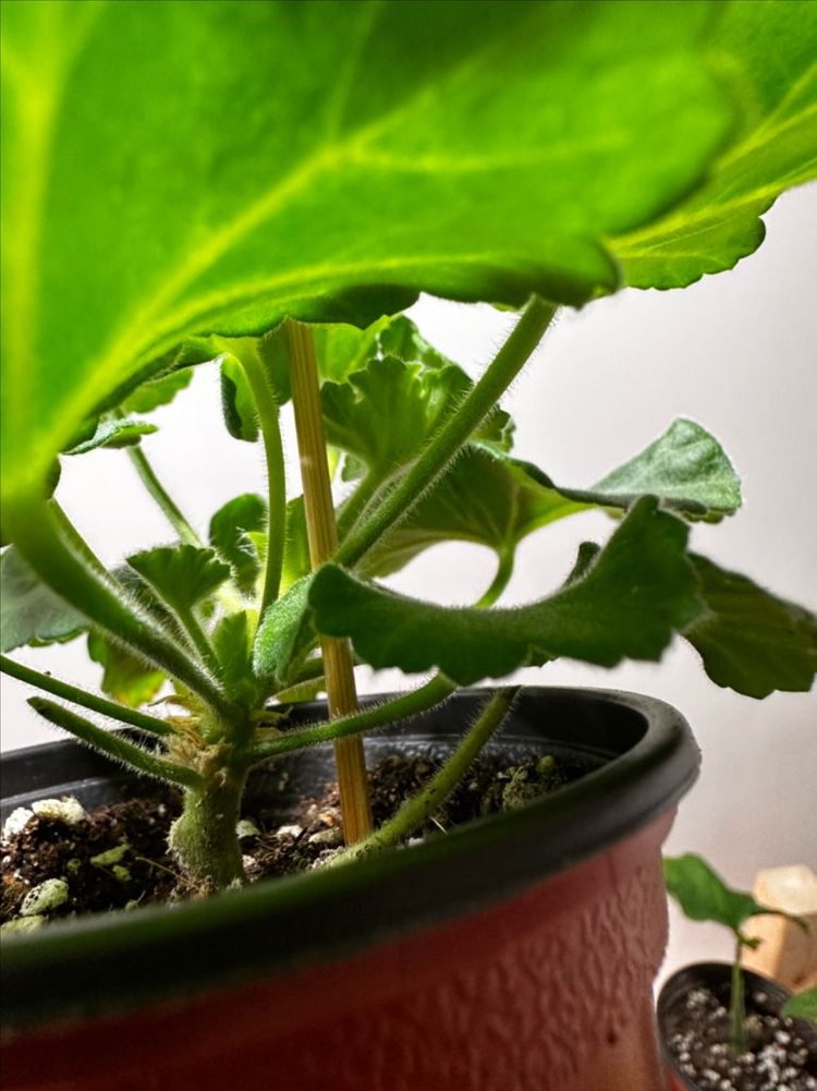 제라늄 매드펄로즈--2